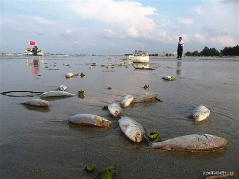 夢見魚死掉|夢見魚死了